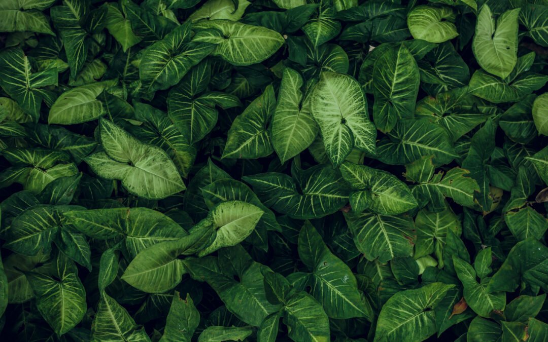 Nuestra naturaleza humana